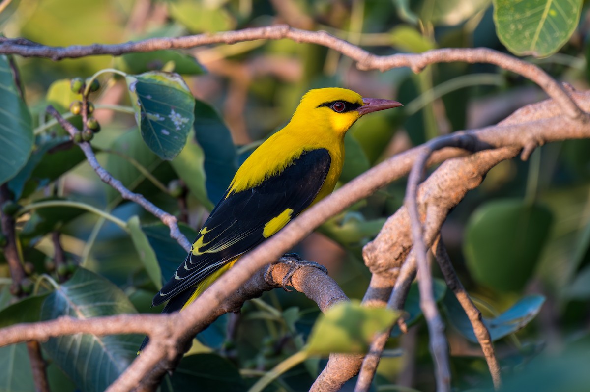 Indian Golden Oriole - ML645318089