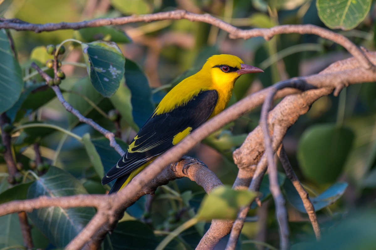 Indian Golden Oriole - ML645318092