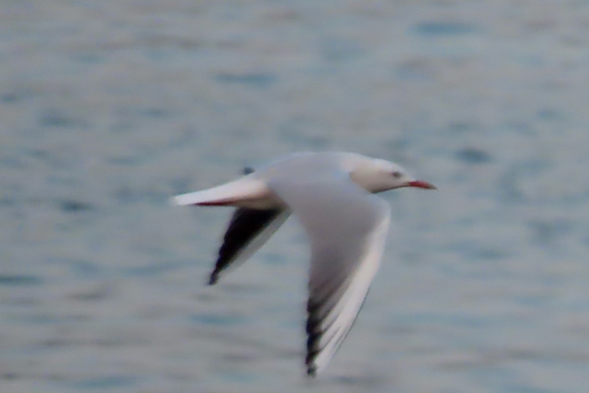 Slender-billed Gull - ML645318095