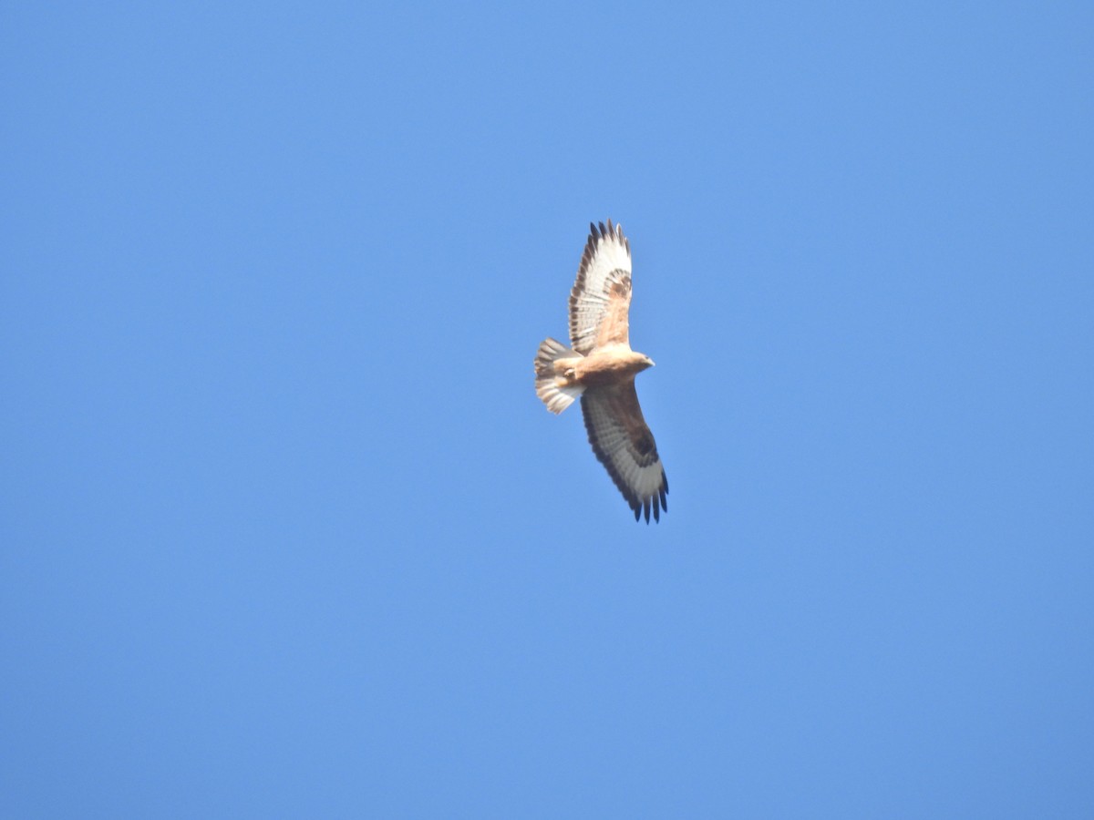 Long-legged Buzzard - ML645318108