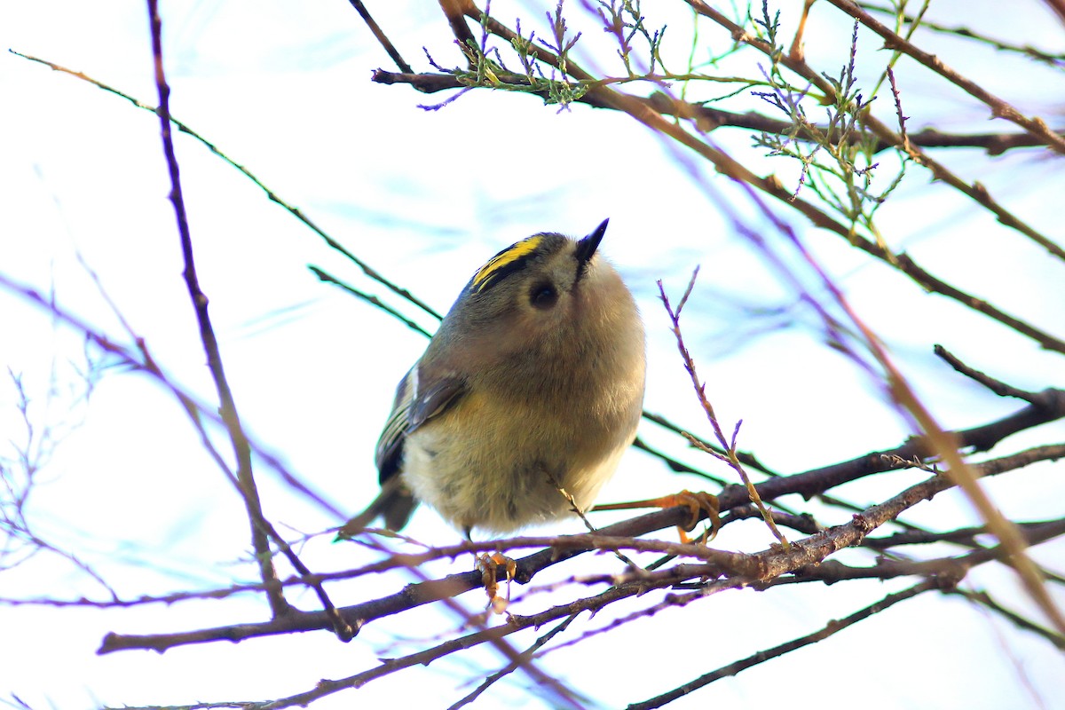 Goldcrest - ML645318109