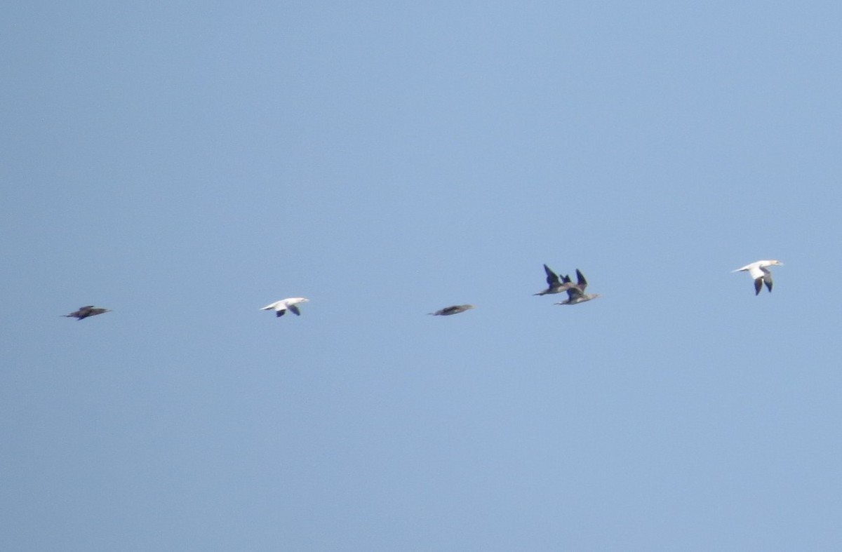 Northern Gannet - ML645318114