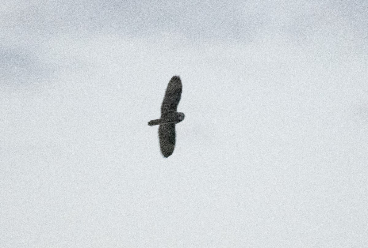 Zingira-hontza - ML645318128