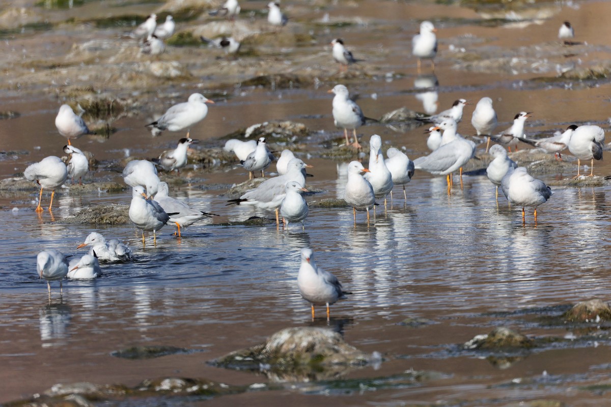 Slender-billed Gull - ML645318130