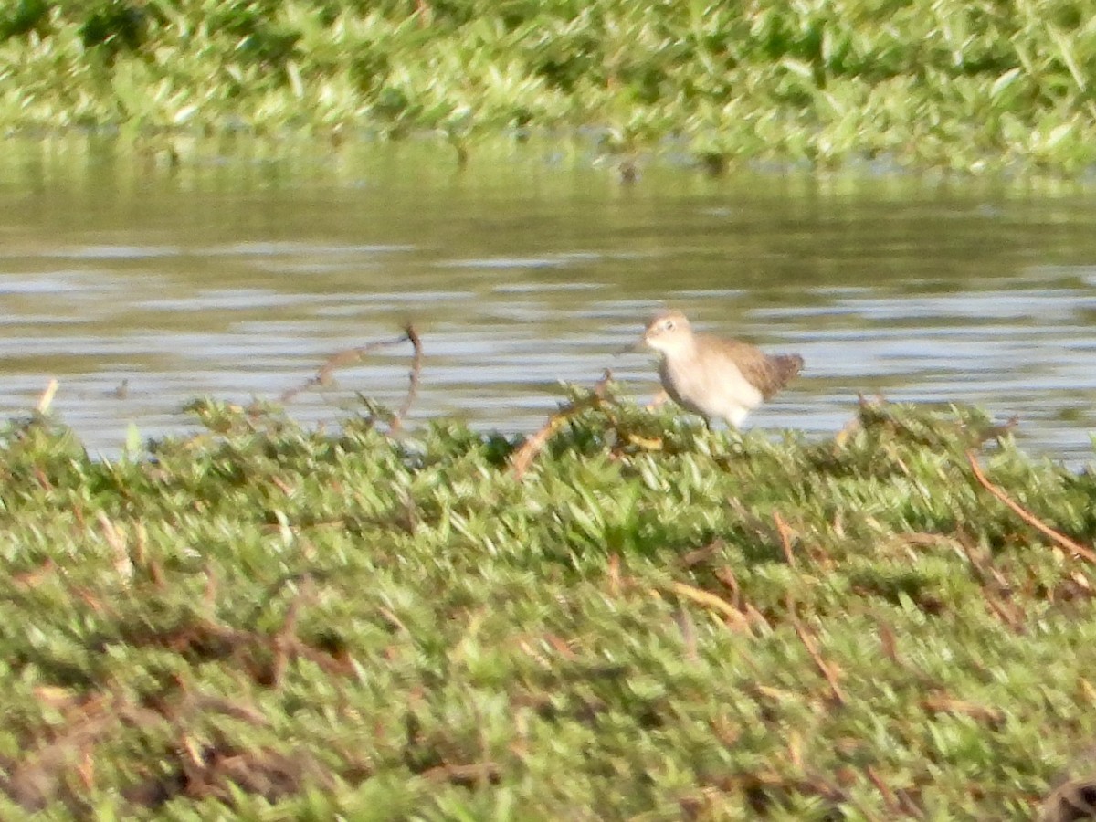 Wood Sandpiper - ML645318138