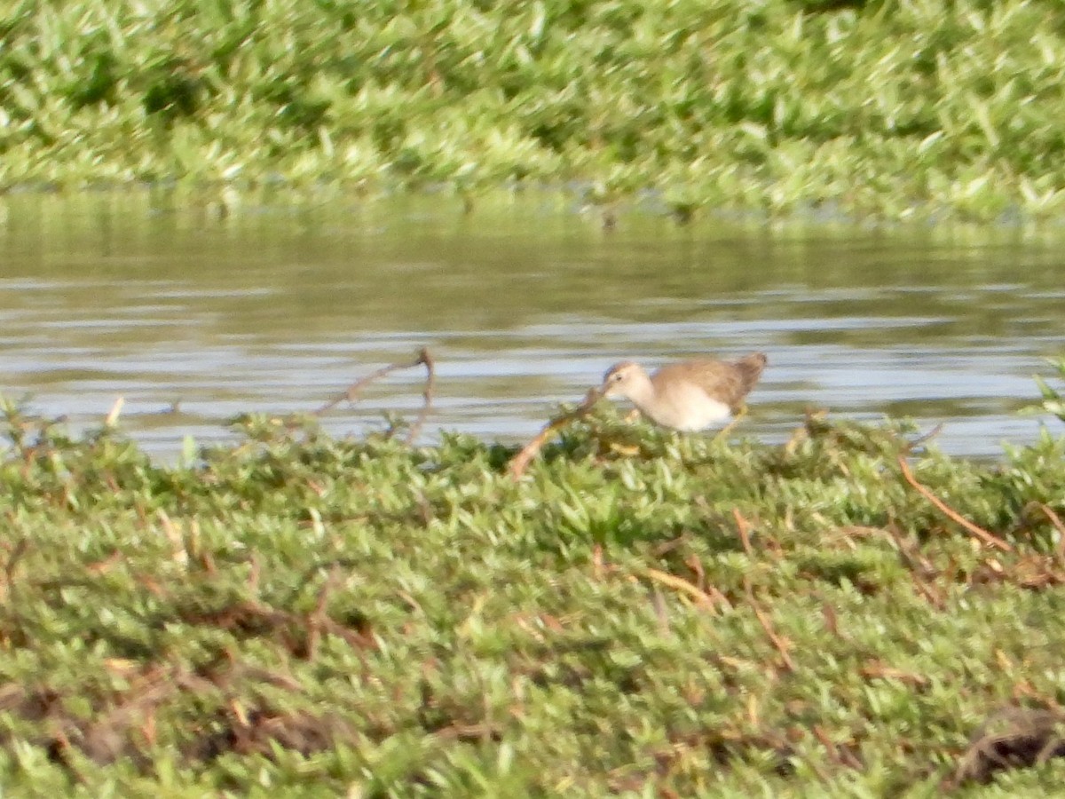 Wood Sandpiper - ML645318139