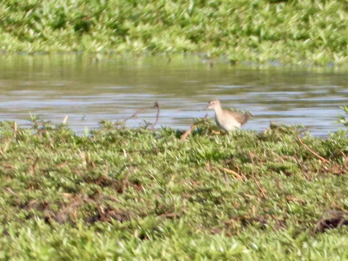 Wood Sandpiper - ML645318141