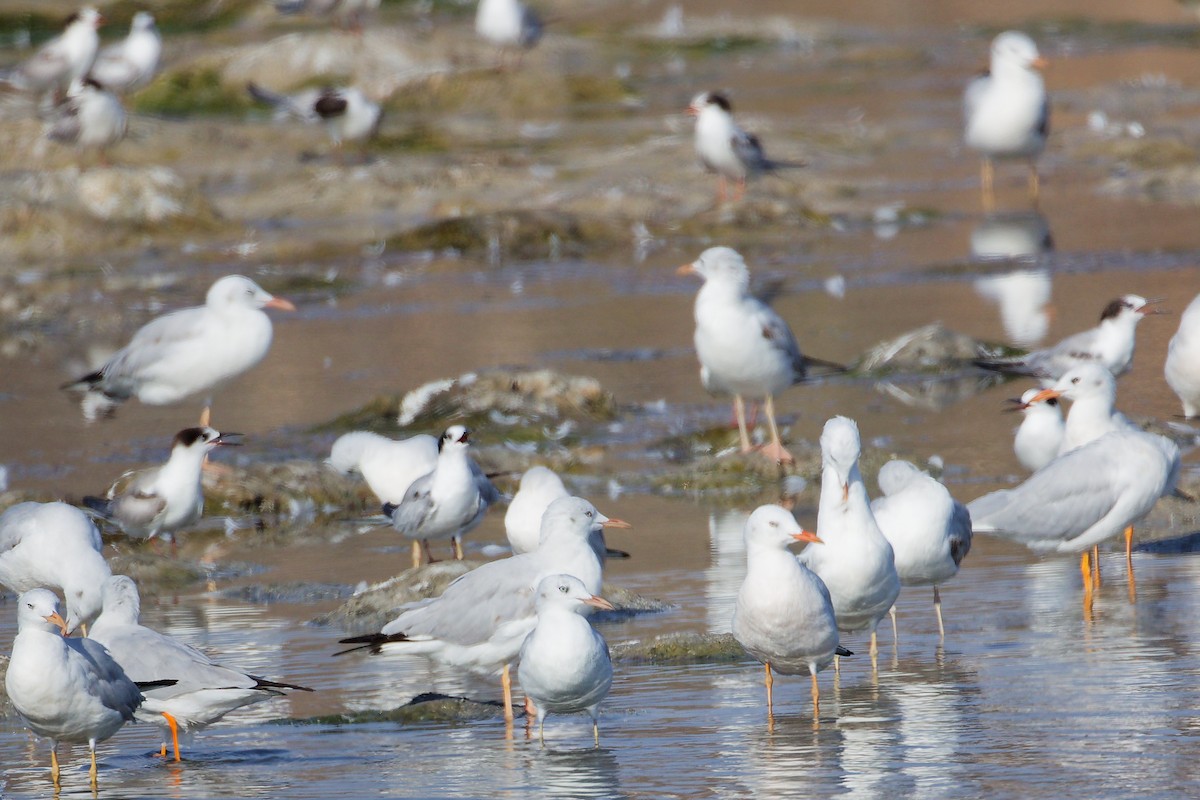 Slender-billed Gull - ML645318142