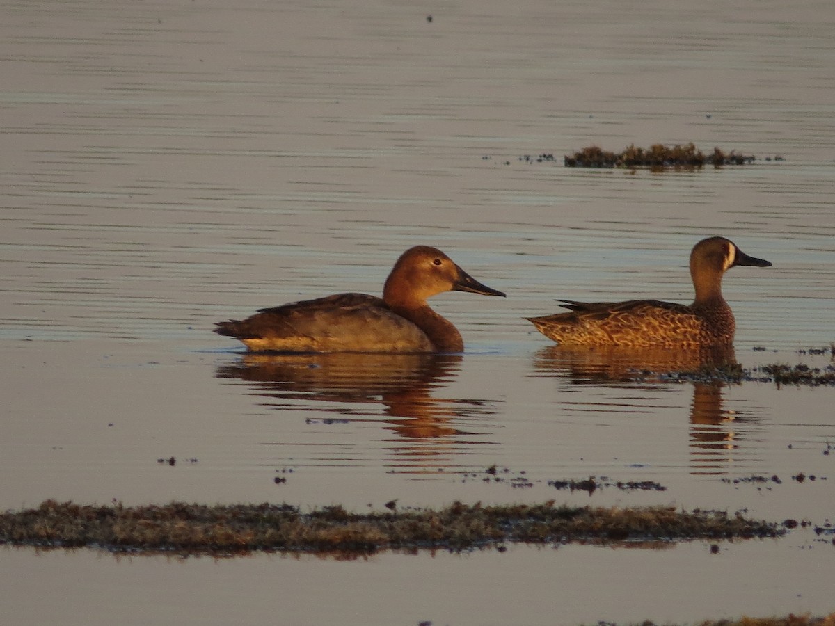 Canvasback - ML645318145