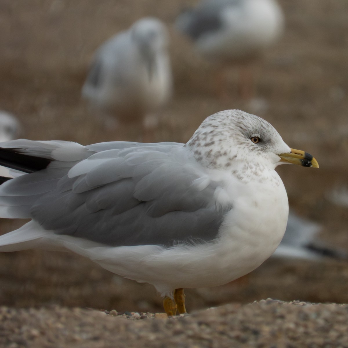שחף עקוד-מקור - ML645318162