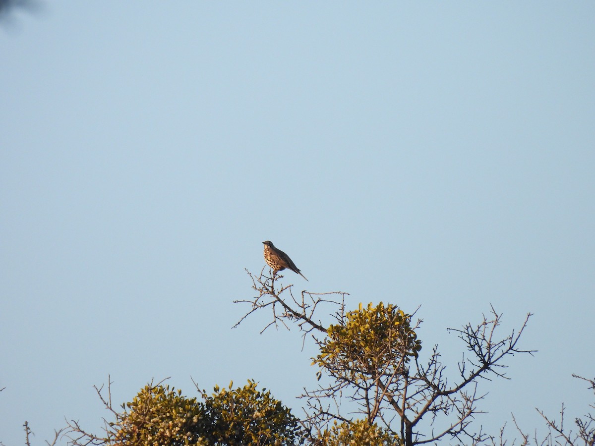 Mistle Thrush - ML645318167