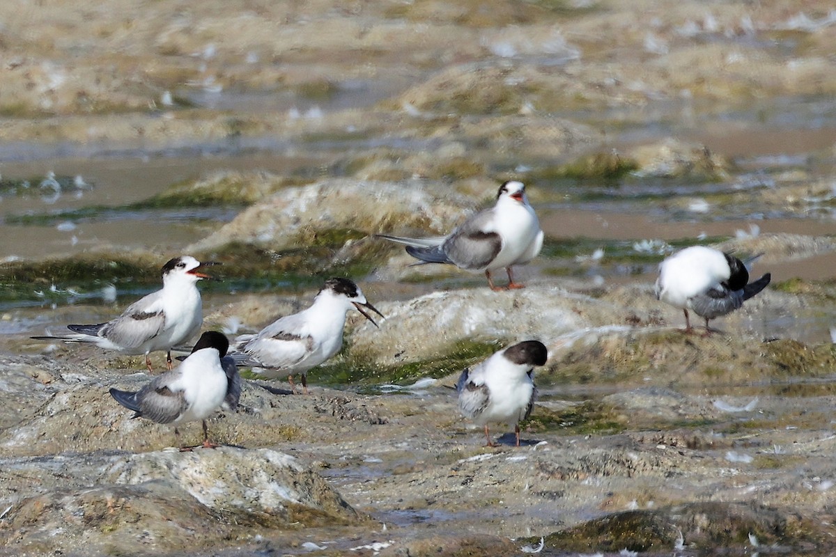 Common Tern - ML645318170