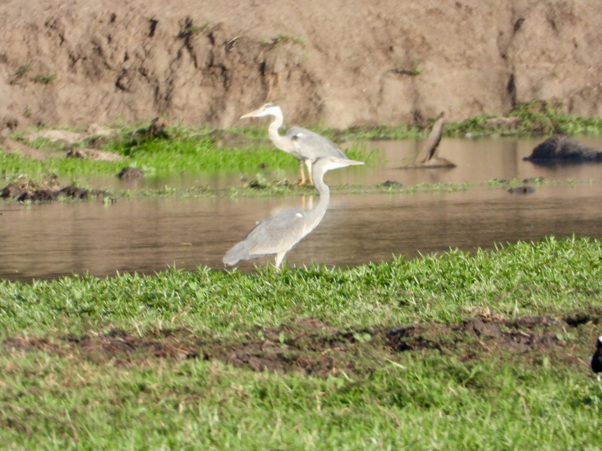 Graureiher - ML645318173