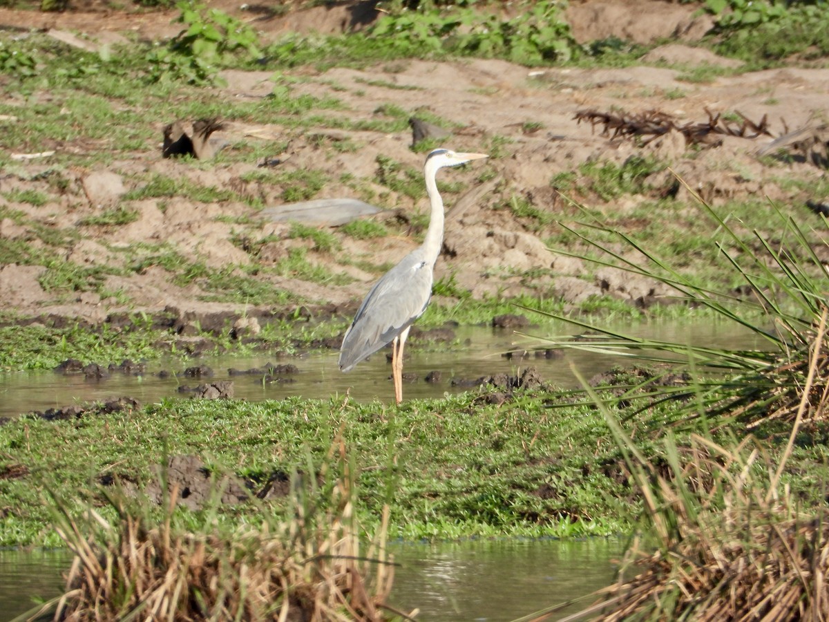 Graureiher - ML645318174