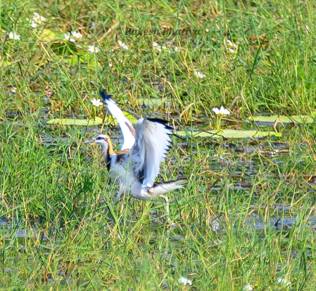 fasanbladhøne - ML645318176