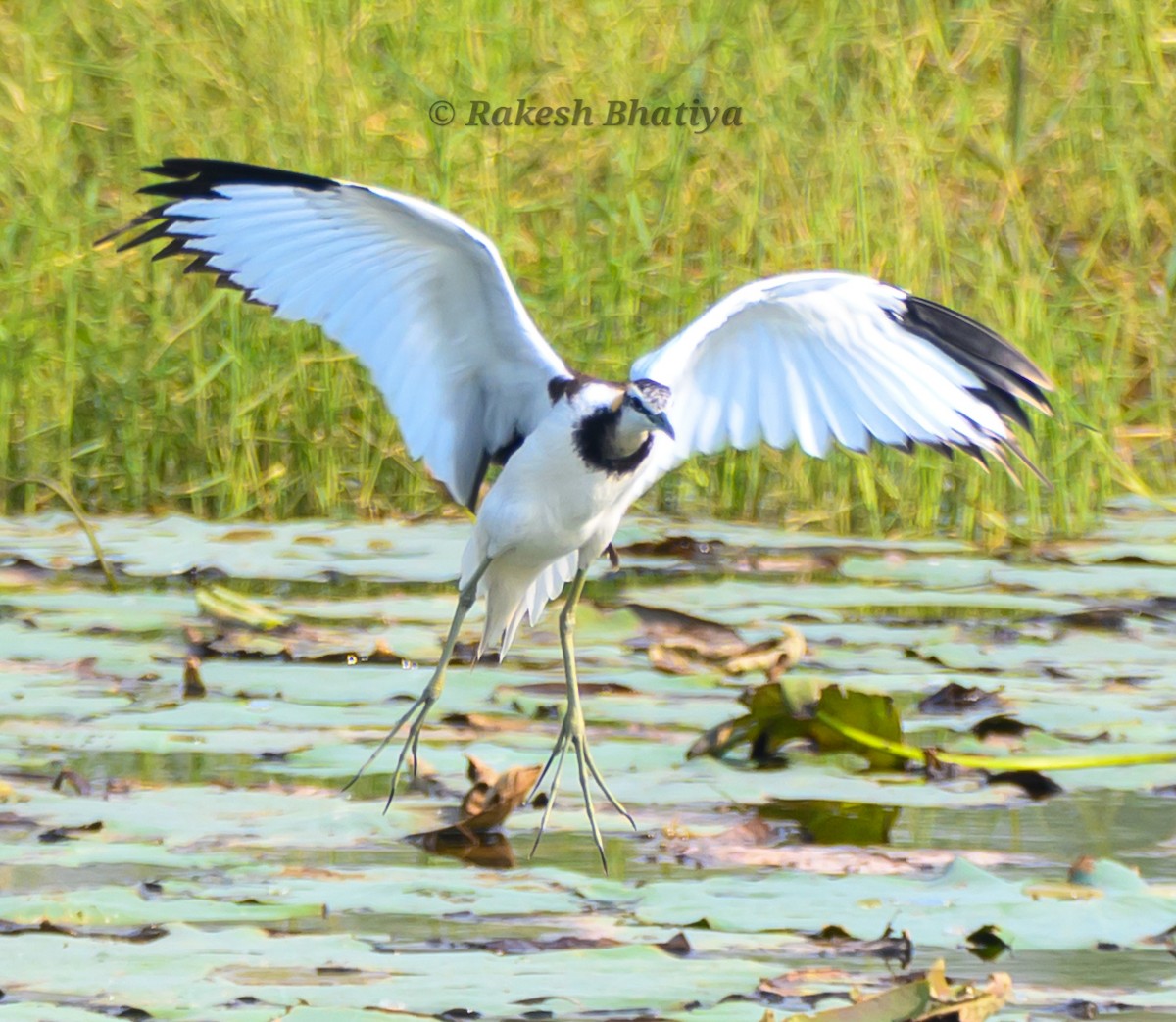 fasanbladhøne - ML645318177