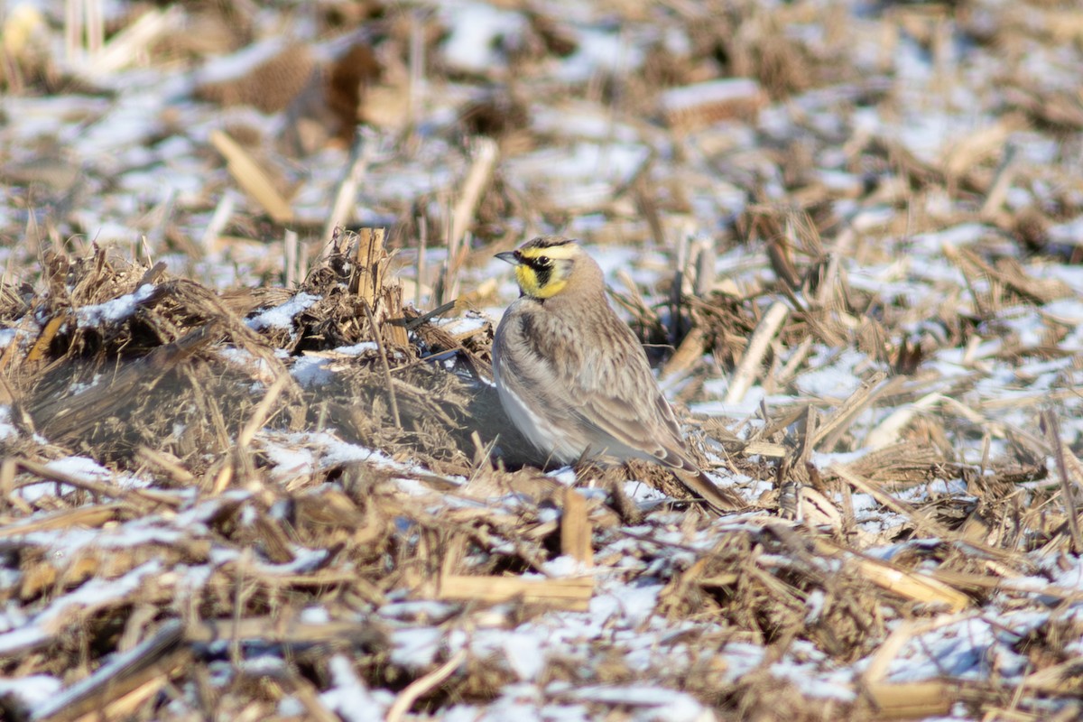 Ohrenlerche - ML645318179