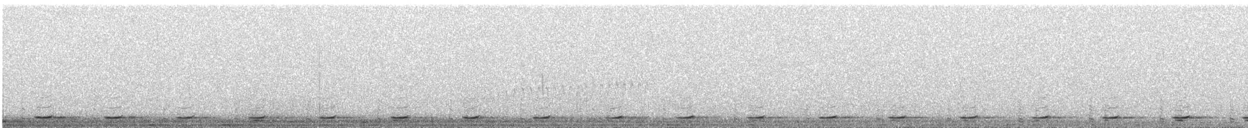 Graubrust-Höhenläufer - ML645318180