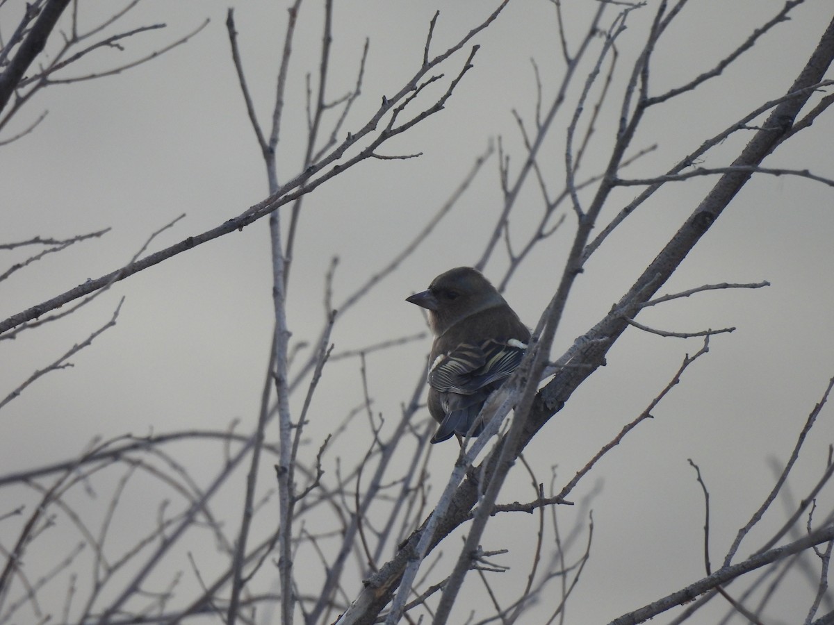 Buchfink - ML645318182