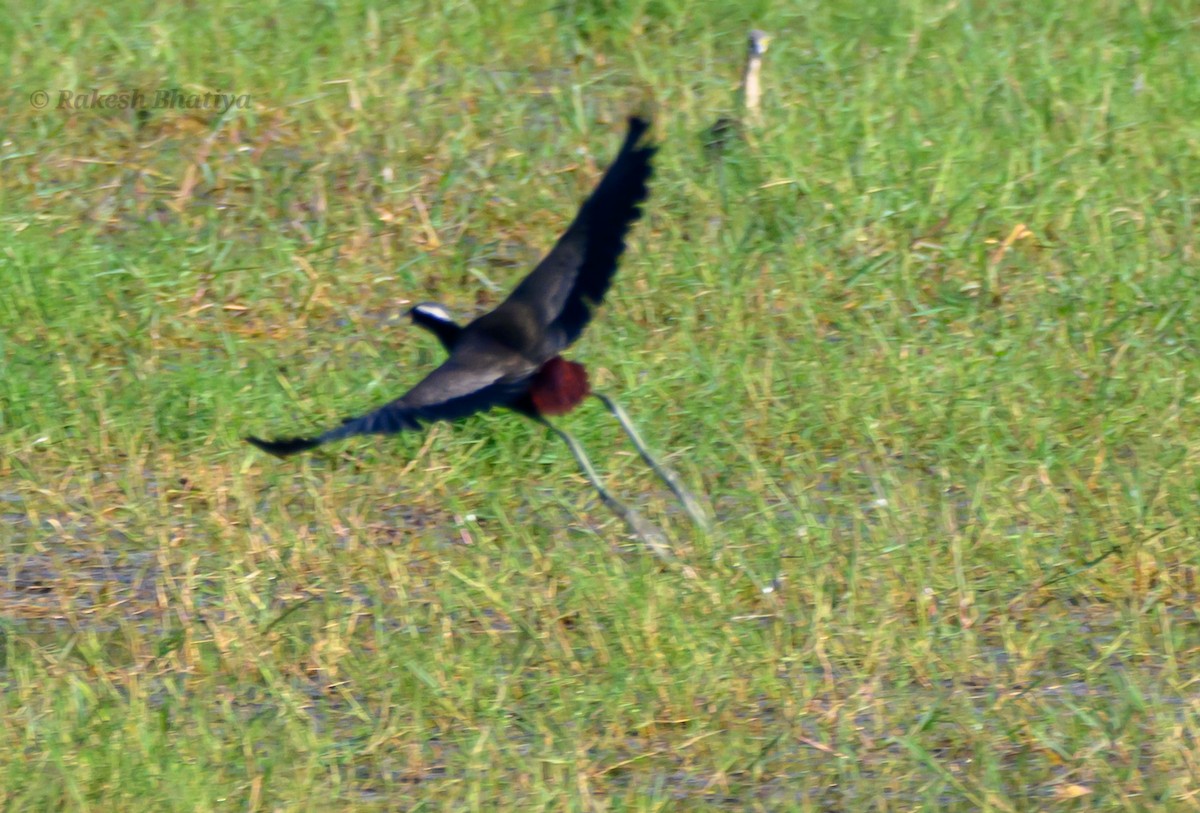 Bronzeblatthühnchen - ML645318183