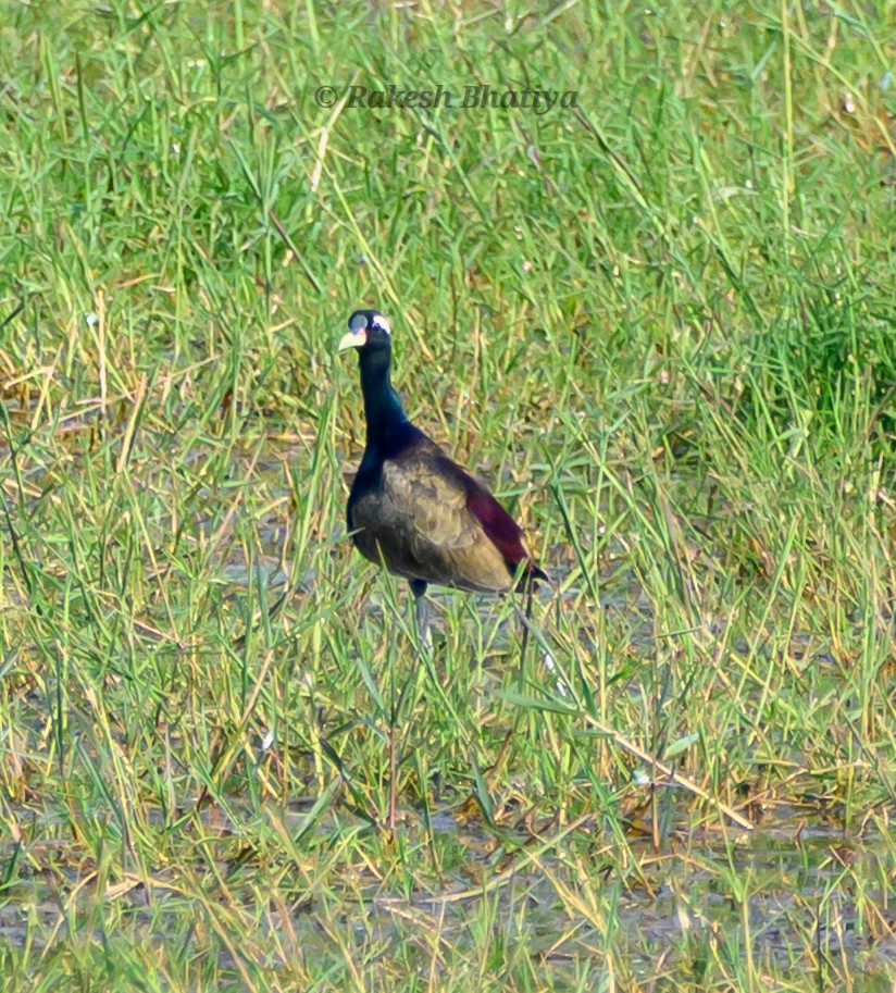 Bronzeblatthühnchen - ML645318184