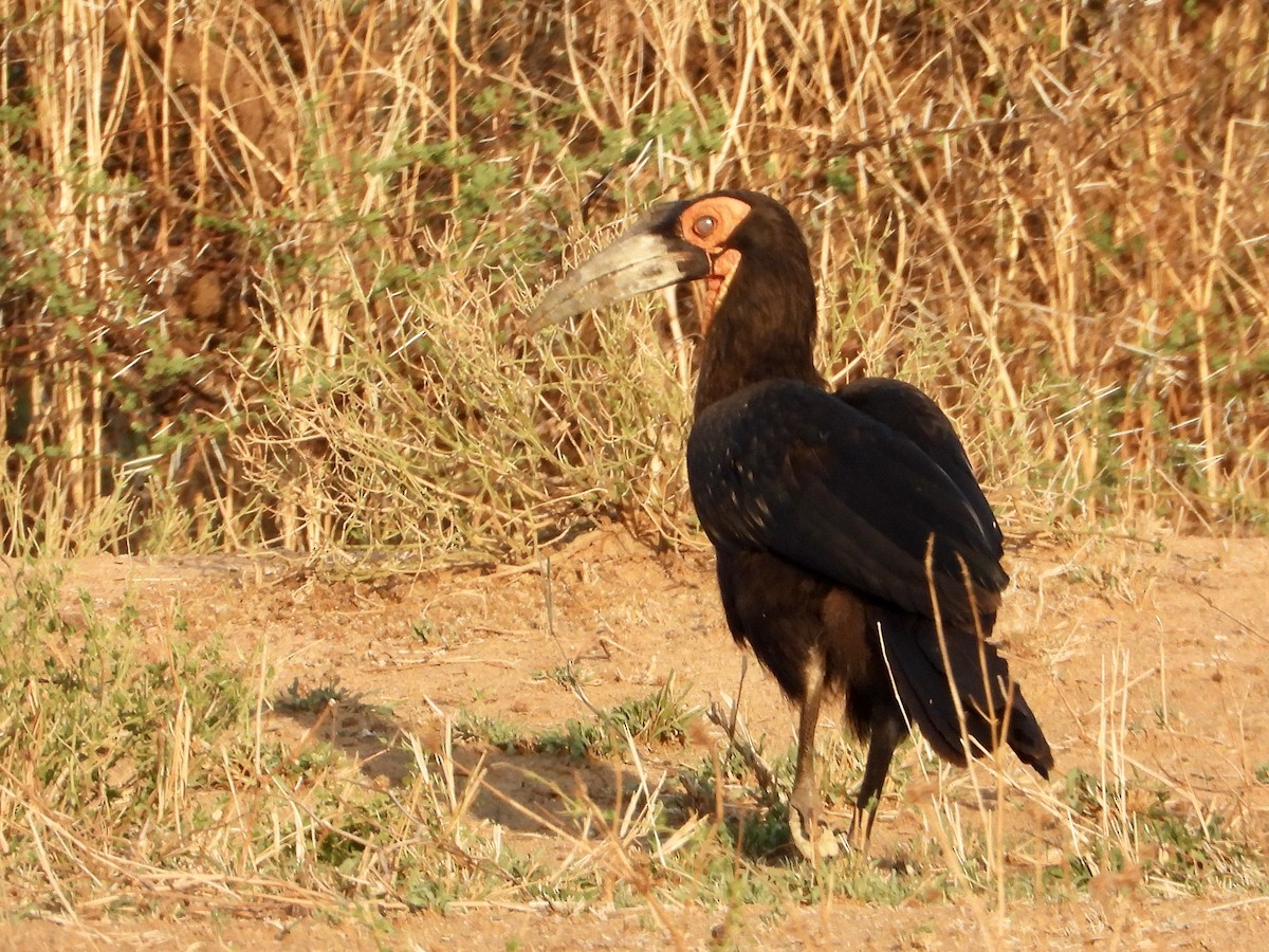 Rotgesicht-Hornrabe - ML645318185