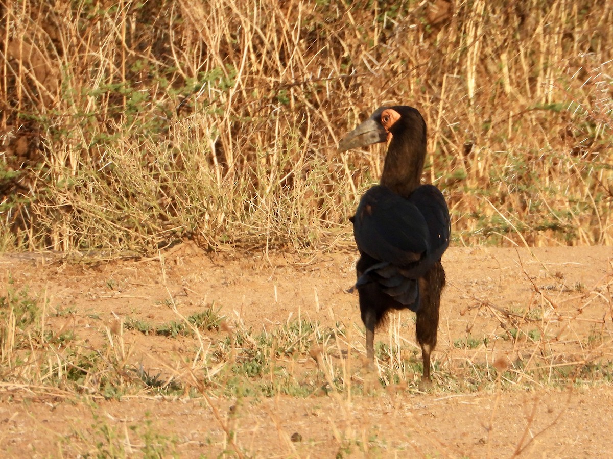 Rotgesicht-Hornrabe - ML645318186