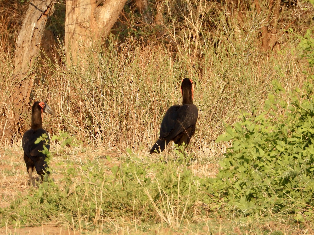 Rotgesicht-Hornrabe - ML645318187