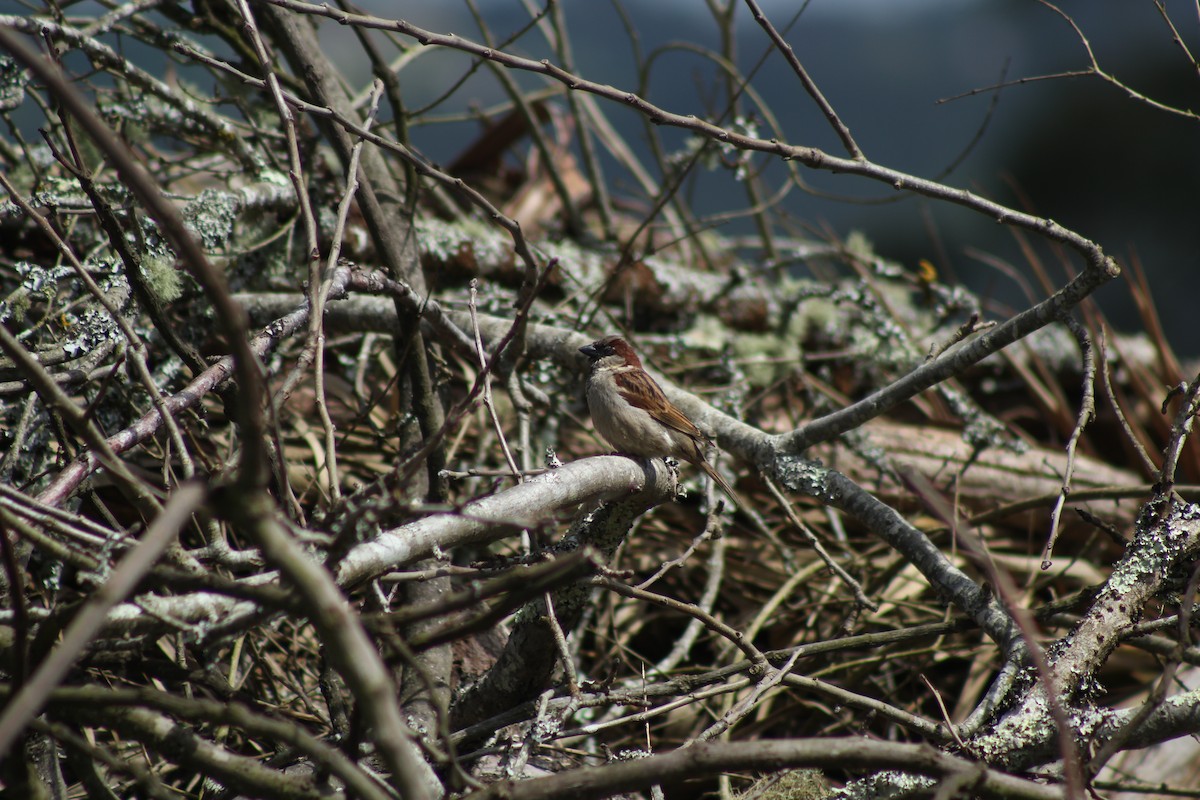 Haussperling - ML645318188