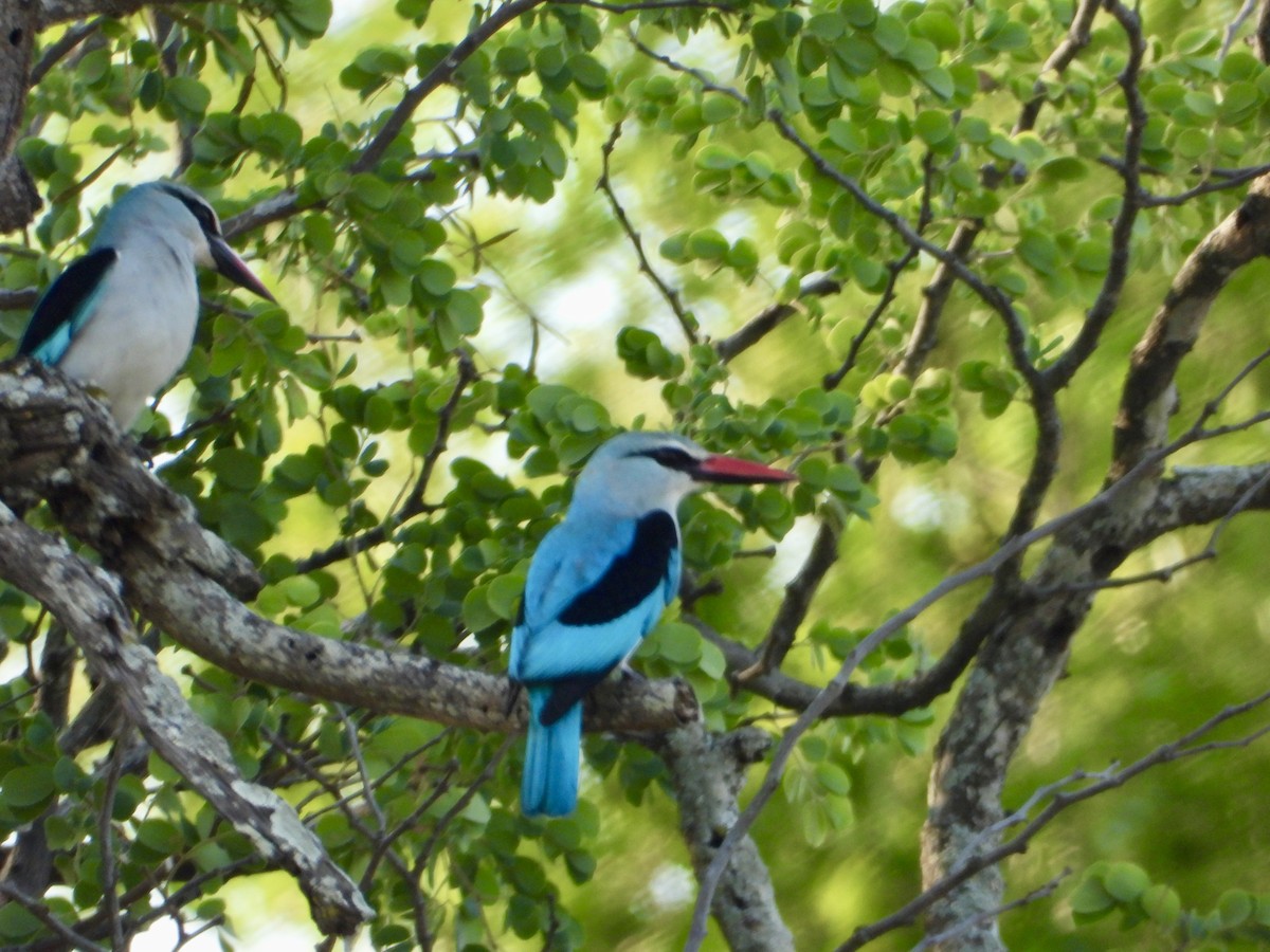 Senegalliest - ML645318190