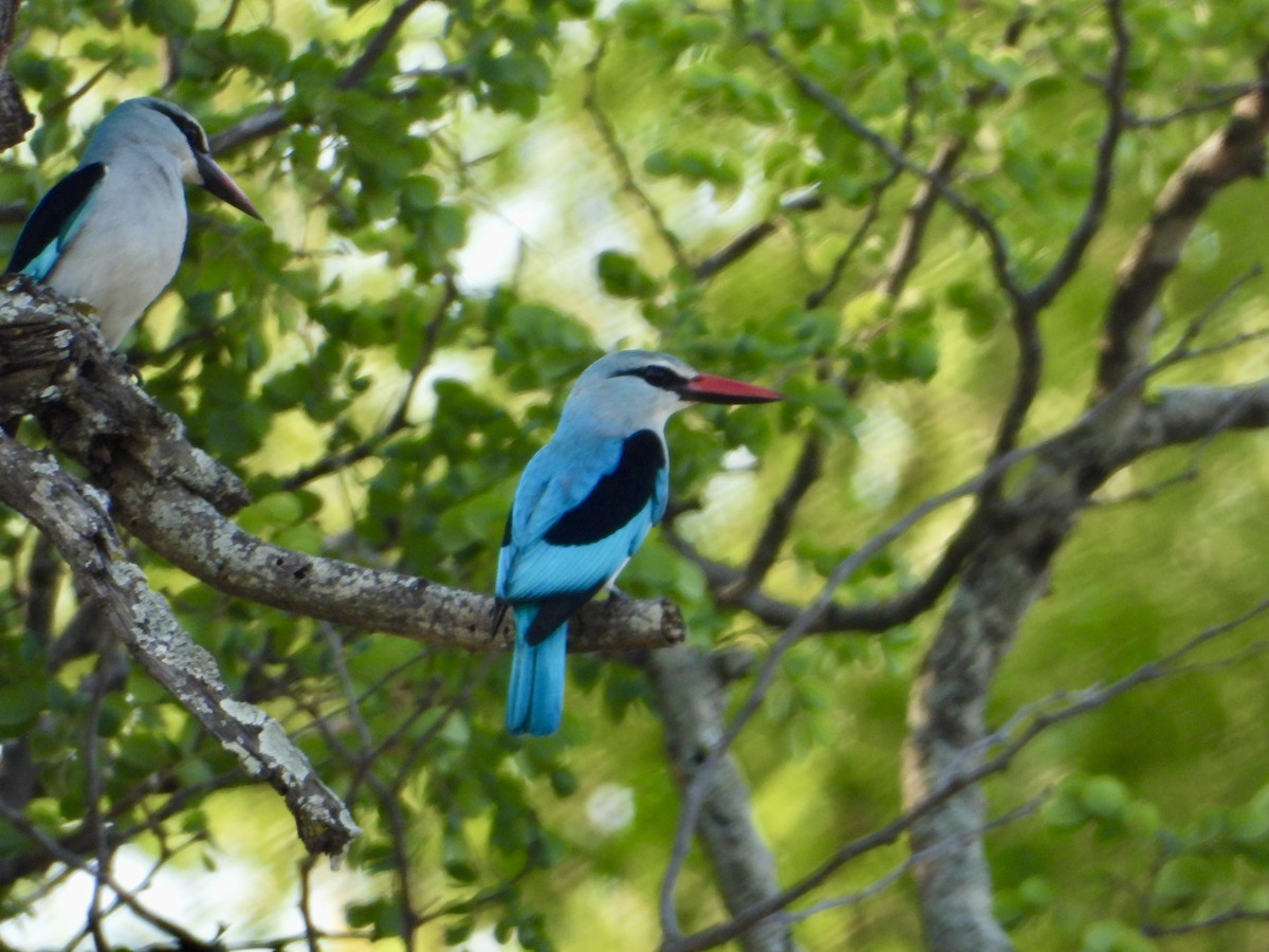 Senegalliest - ML645318191