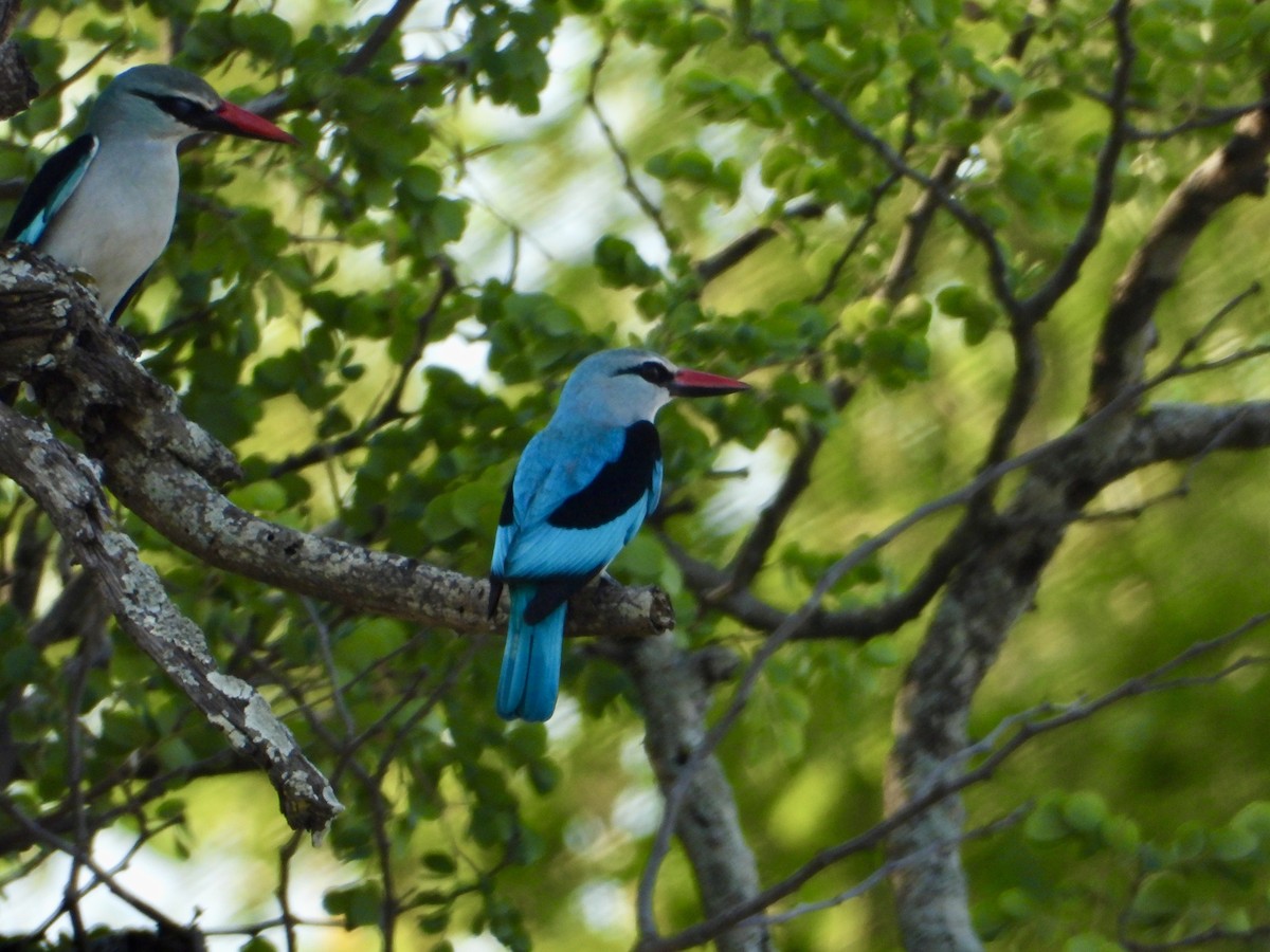 Senegalliest - ML645318192