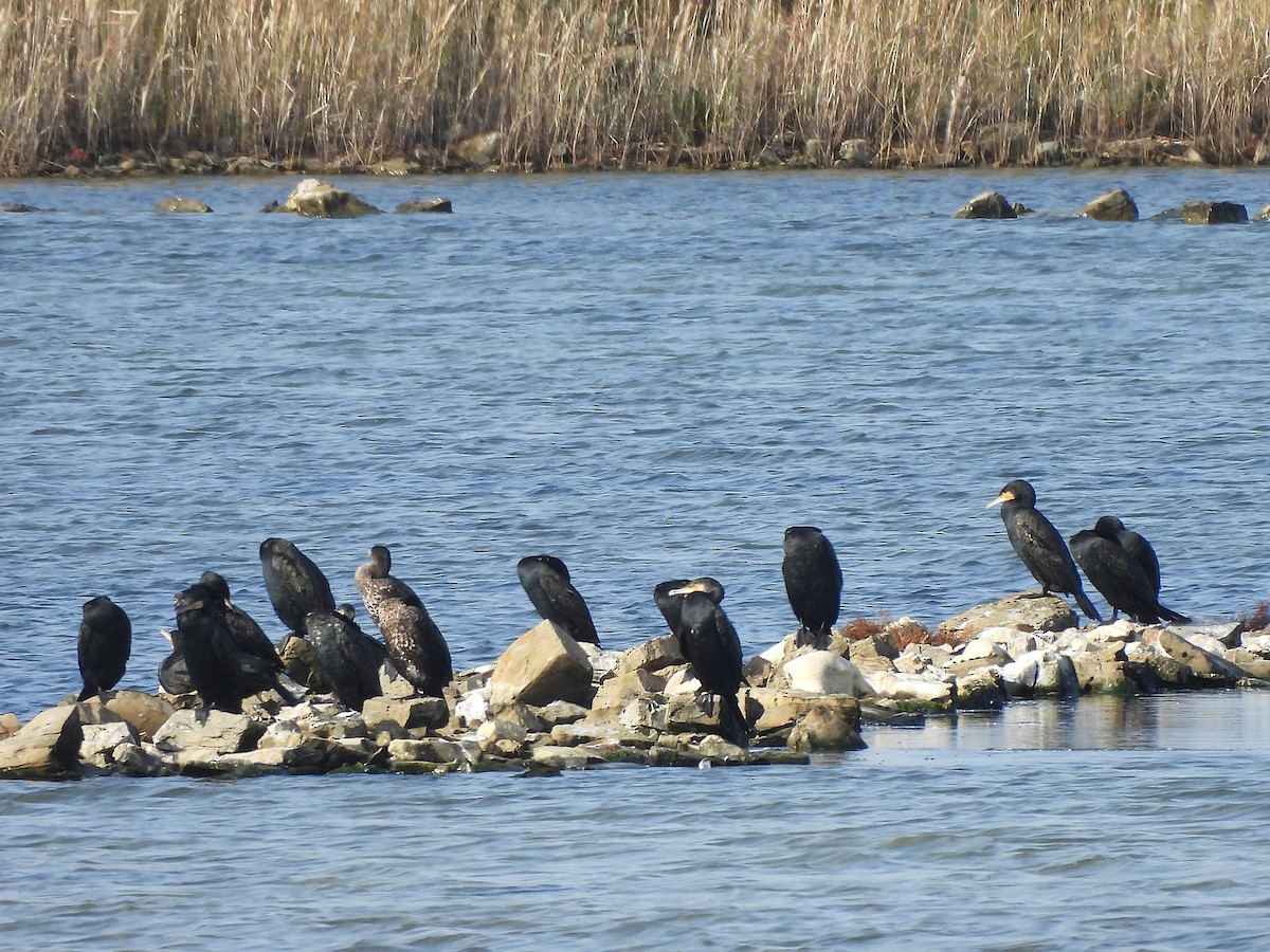 Kormoran - ML645318193