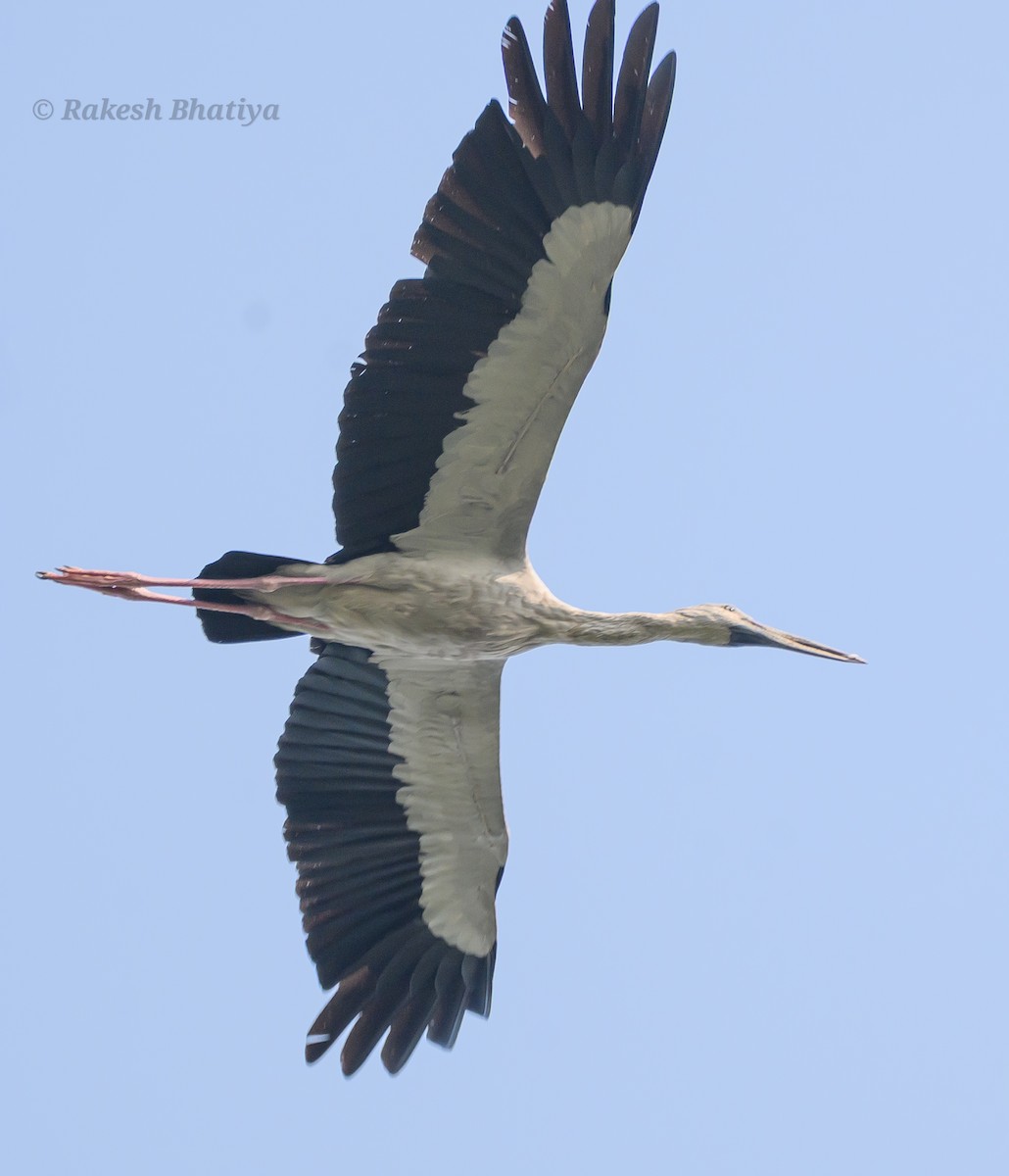 Silberklaffschnabel - ML645318195