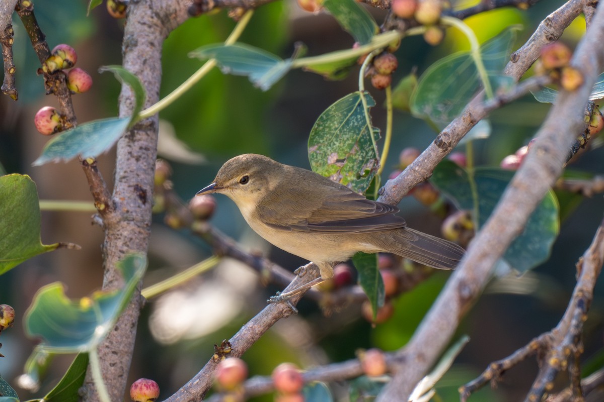 Buschrohrsänger - ML645318196