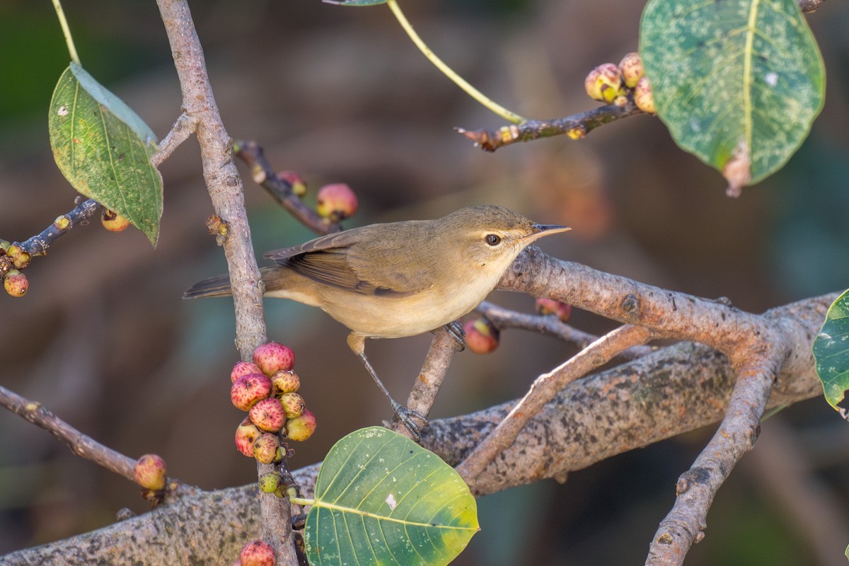 Buschrohrsänger - ML645318197