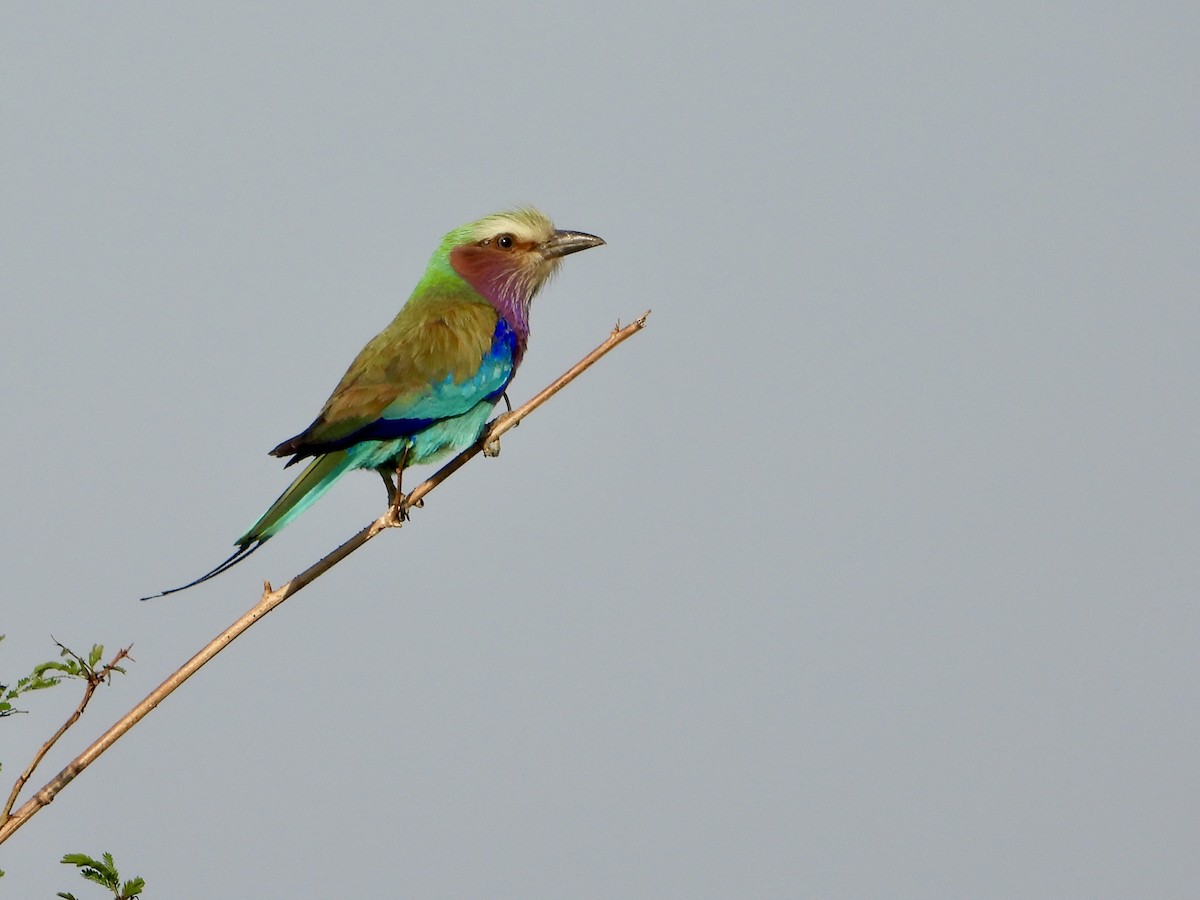 Gabelracke - ML645318198