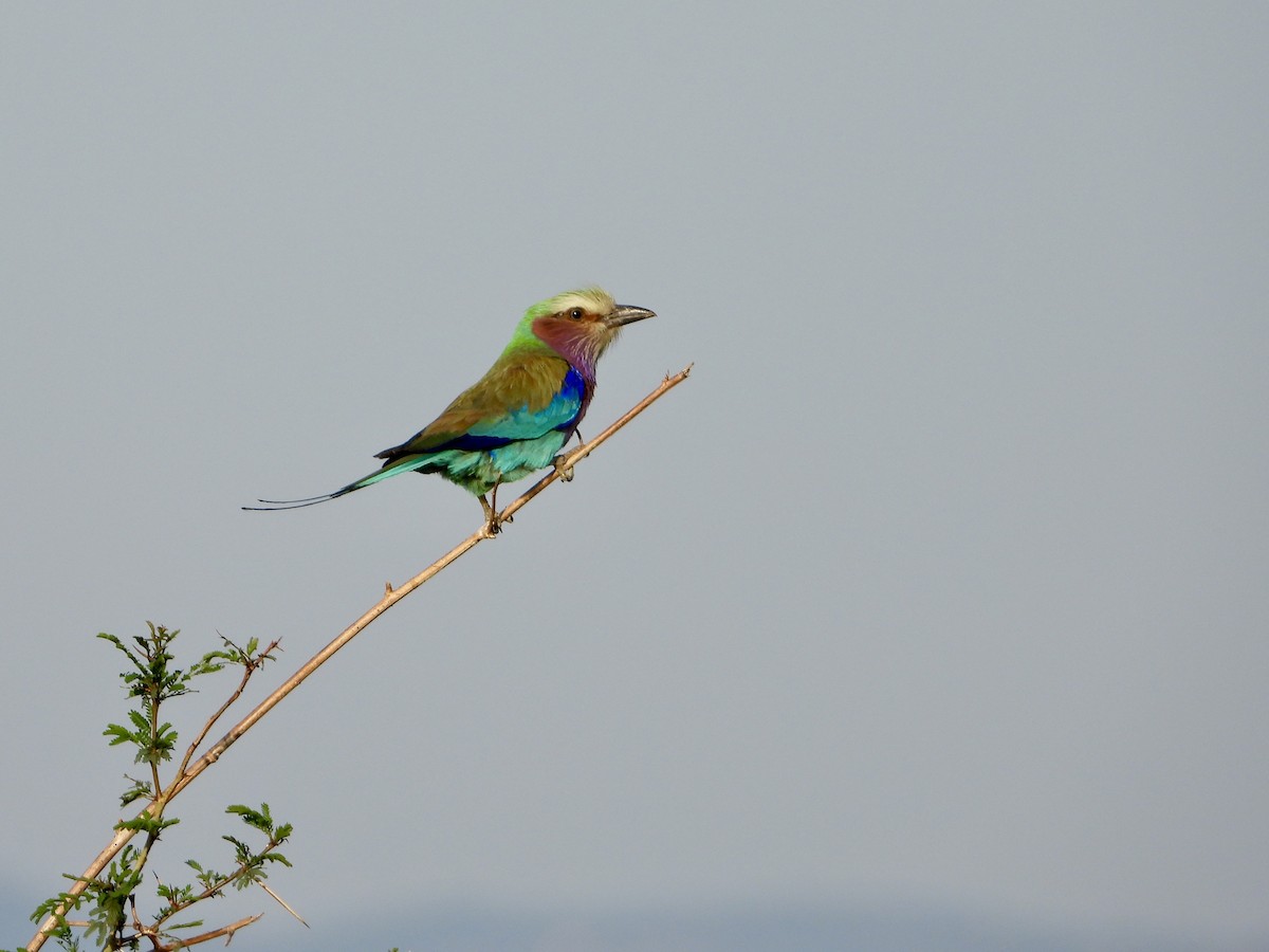 Gabelracke - ML645318199