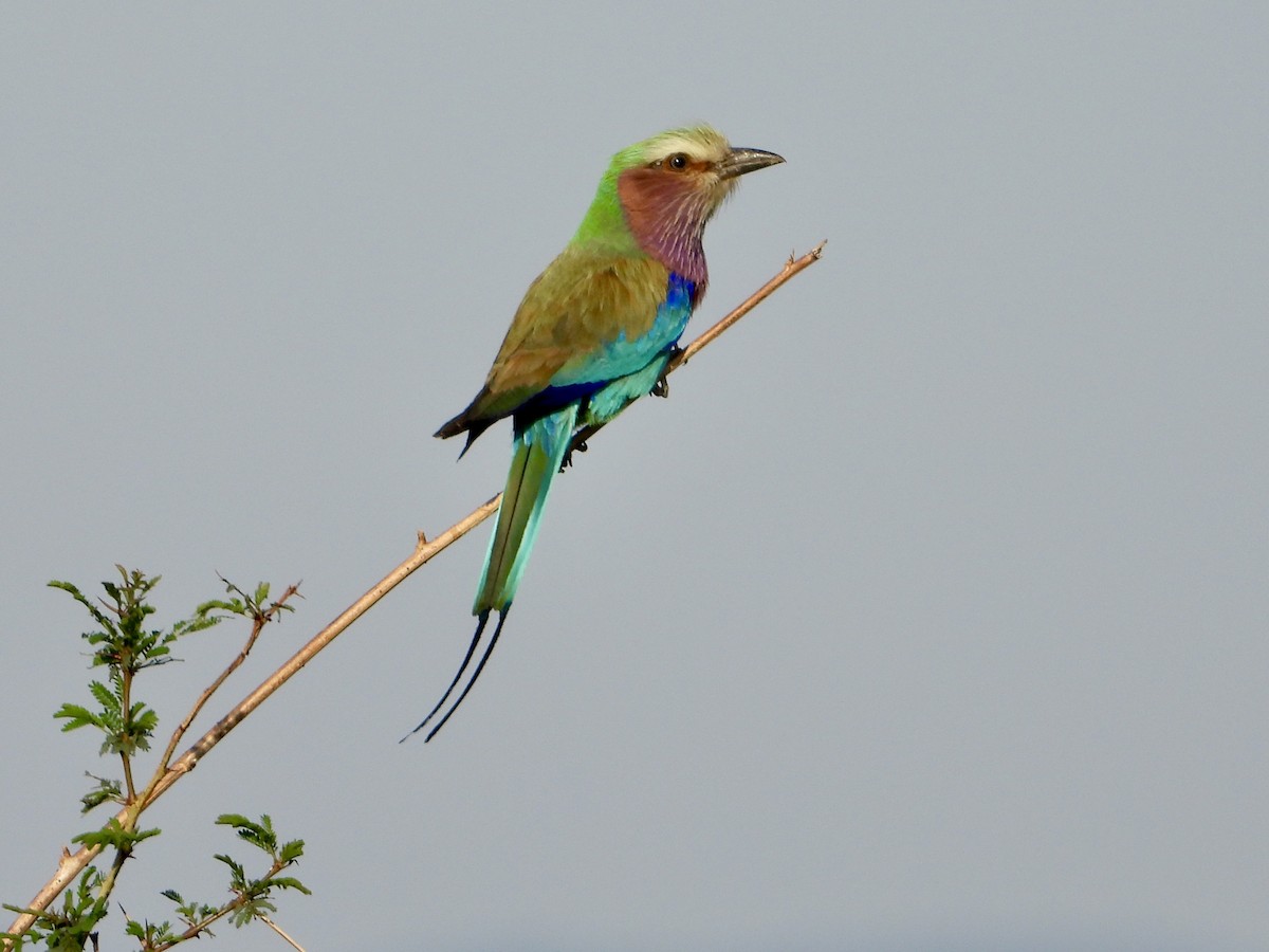 Gabelracke - ML645318200