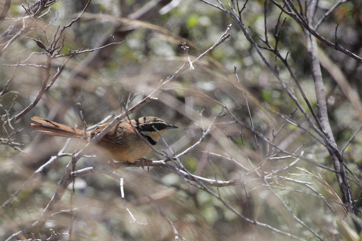 Rotnacken-Bandvogel - ML645318202