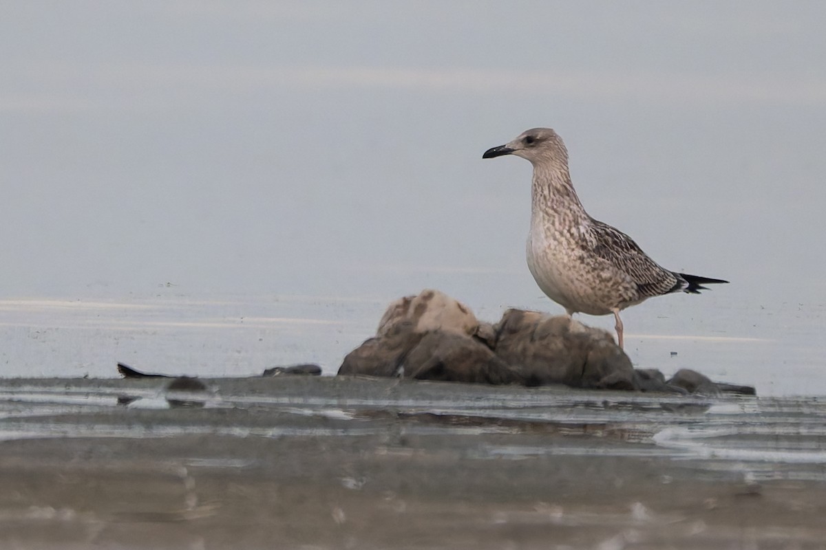 Lesser Black-backed Gull - ML645318203