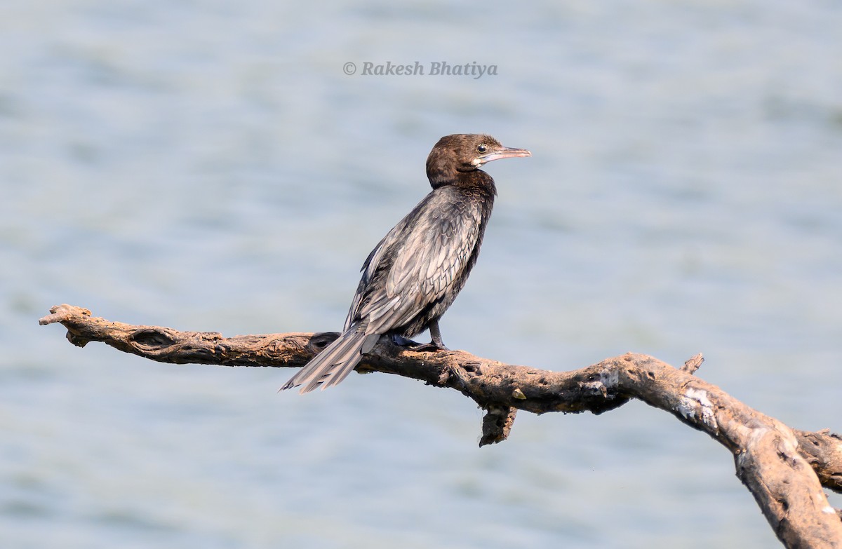 Kleinscharbe - ML645318204