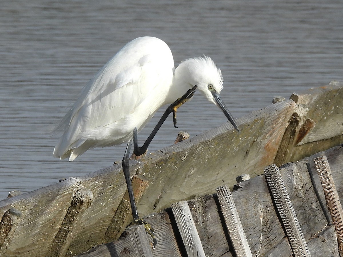 Seidenreiher - ML645318205