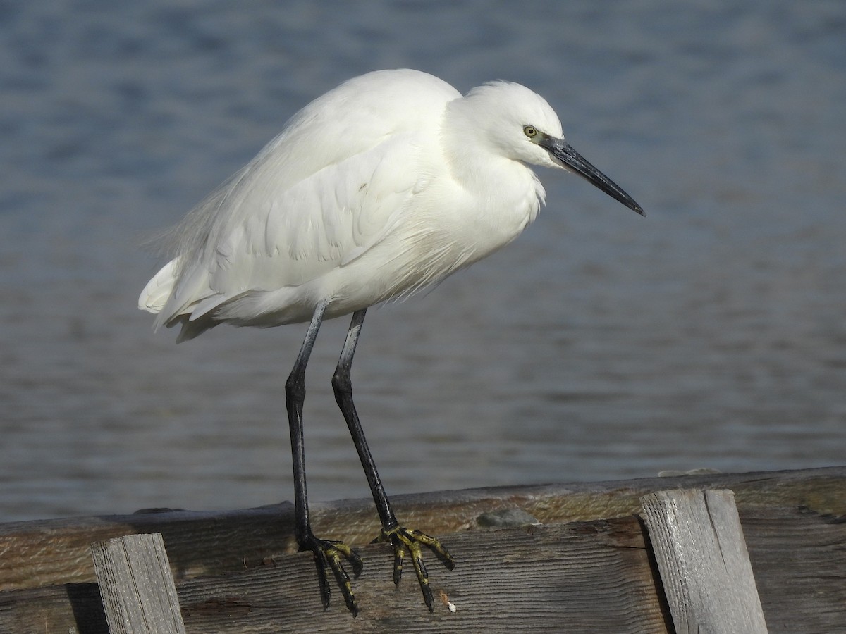 Seidenreiher - ML645318206