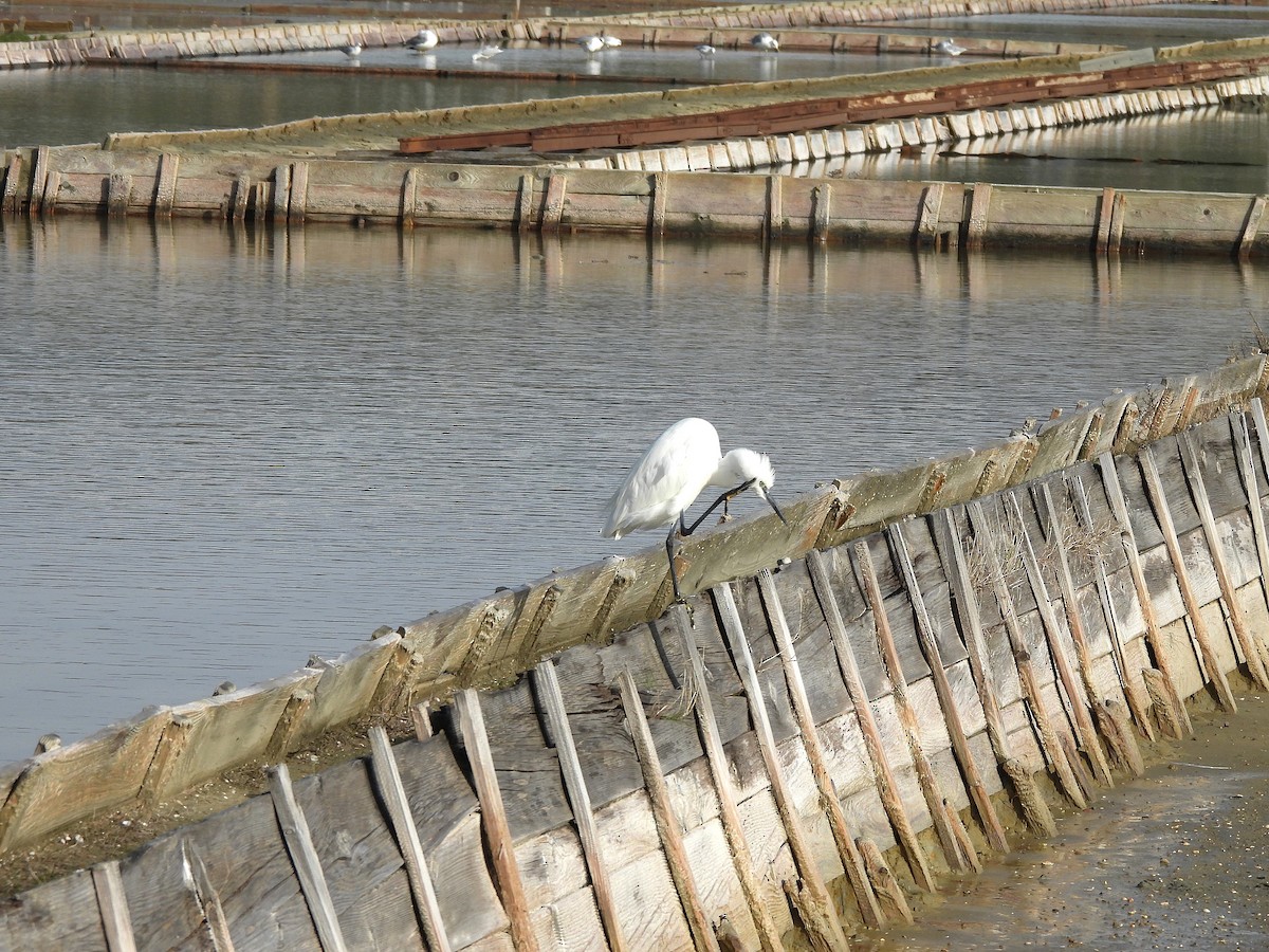 Seidenreiher - ML645318207