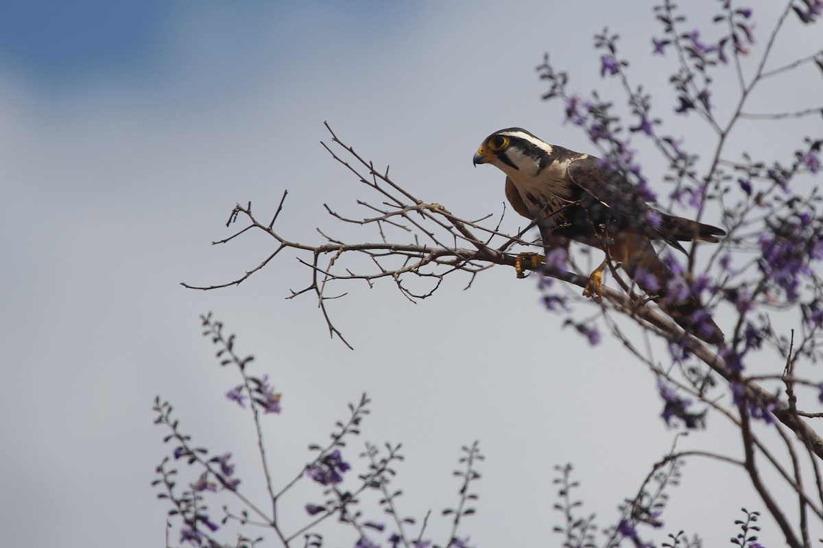 Aplomadofalke - ML645318208