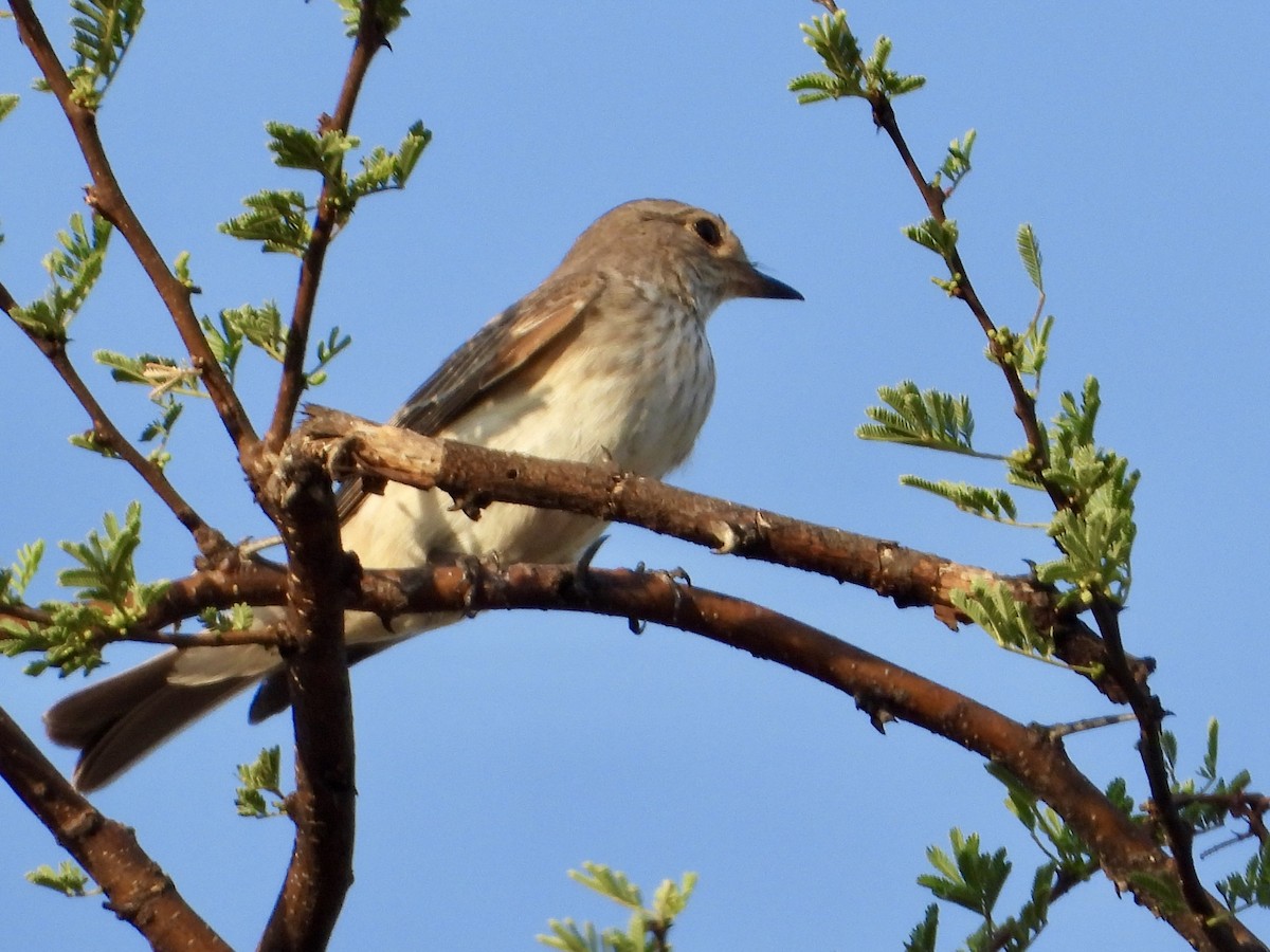 斑鶲 - ML645318210