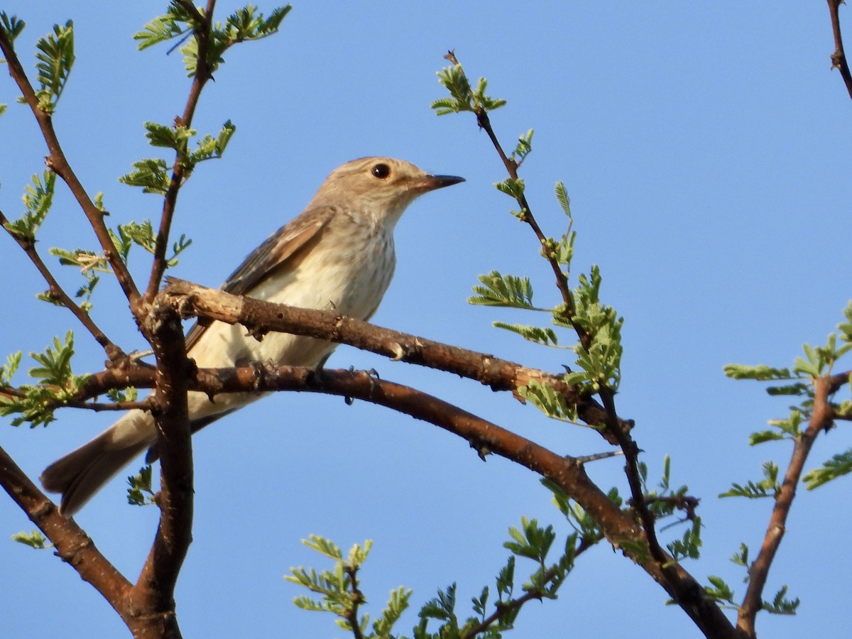 斑鶲 - ML645318211