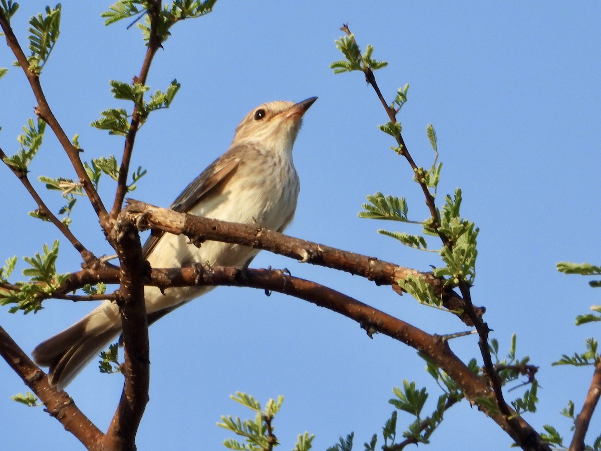 斑鶲 - ML645318212