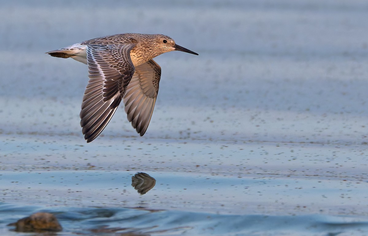 Great Knot - ML645318221